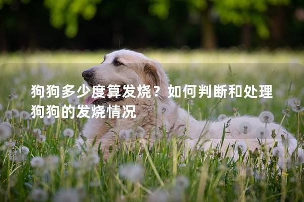 狗狗多少度算發燒？如何判斷和處理狗狗的發燒情況