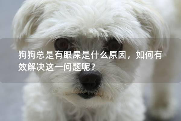 狗狗總是有眼屎是什么原因，如何有效解決這一問題呢？