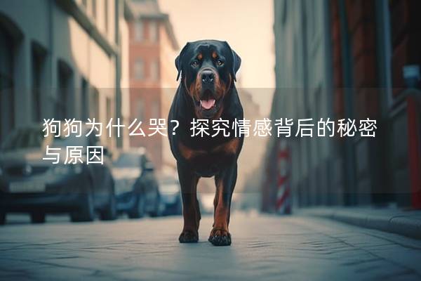 狗狗為什么哭？探究情感背后的秘密與原因