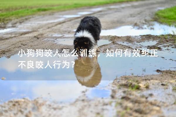 小狗狗咬人怎么訓練，如何有效糾正不良咬人行為？