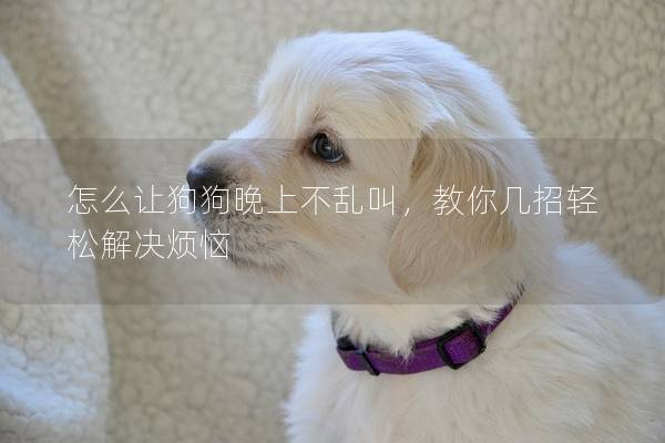 怎么讓狗狗晚上不亂叫,教你幾招輕松解決煩惱 怎么讓狗狗晚上不亂叫,教你幾招輕松解決煩惱