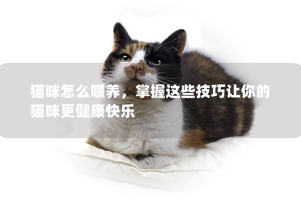 貓咪怎么喂養(yǎng)，掌握這些技巧讓你的貓咪更健康快樂