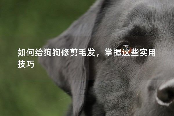 如何給狗狗修剪毛發(fā),掌握這些實用技巧 如何給狗狗修剪毛發(fā),掌握這些實用技巧