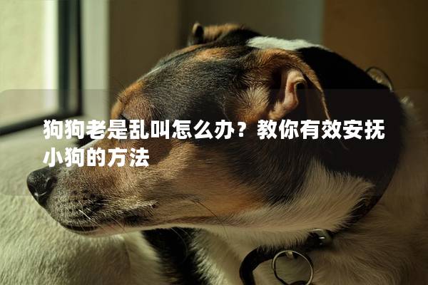 狗狗老是亂叫怎么辦？教你有效安撫小狗的方法