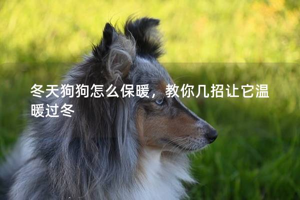 冬天狗狗怎么保暖，教你幾招讓它溫暖過冬