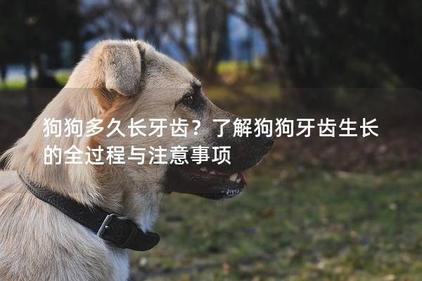 狗狗多久長牙齒？了解狗狗牙齒生長的全過程與注意事項