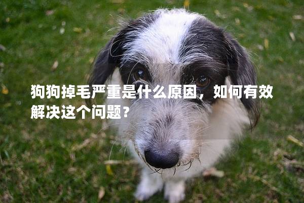 狗狗掉毛嚴(yán)重是什么原因,如何有效解決這個(gè)問(wèn)題?