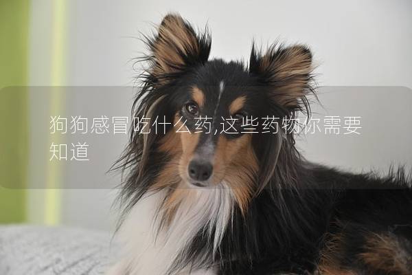 狗狗感冒吃什么藥,這些藥物你需要知道 狗狗感冒吃什么藥,這些藥物你需要知道
