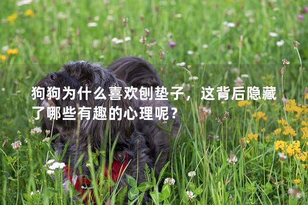 狗狗為什么喜歡刨墊子，這背后隱藏了哪些有趣的心理呢？