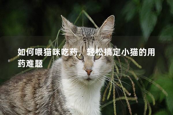 如何喂貓咪吃藥，輕松搞定小貓的用藥難題