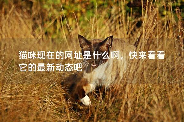 貓咪現在的網址是什么啊，快來看看它的最新動態吧