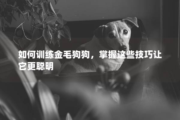 如何訓練金毛狗狗，掌握這些技巧讓它更聰明