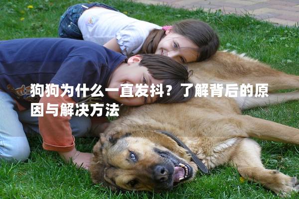 狗狗為什么一直發抖？了解背后的原因與解決方法