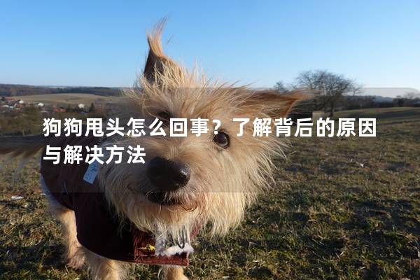 狗狗甩頭怎么回事？了解背后的原因與解決方法