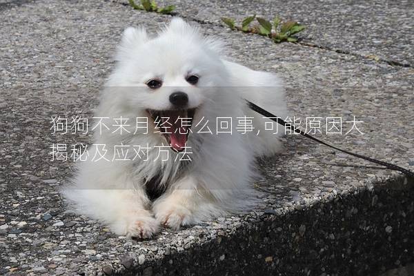 狗狗不來月經怎么回事,可能原因大揭秘及應對方法