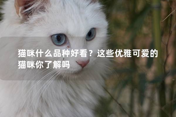 貓咪什么品種好看？這些優雅可愛的貓咪你了解嗎