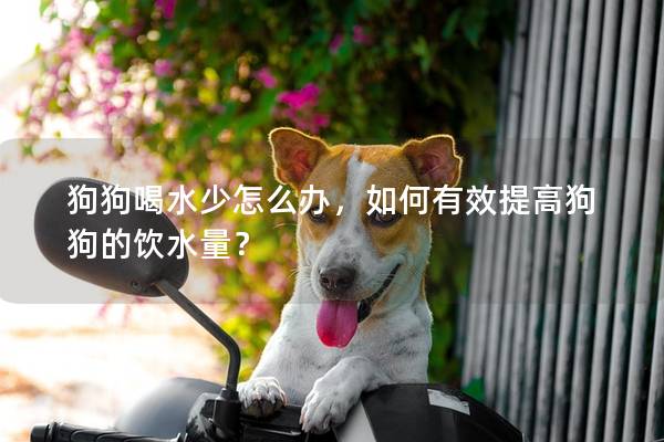 狗狗喝水少怎么辦，如何有效提高狗狗的飲水量？