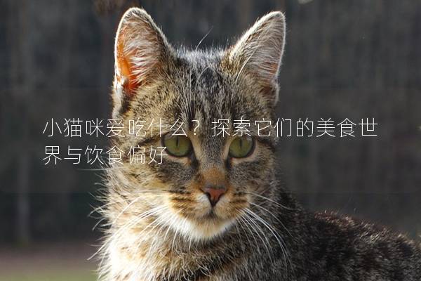 小貓咪愛吃什么？探索它們的美食世界與飲食偏好