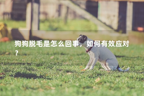 狗狗脫毛是怎么回事，如何有效應對？