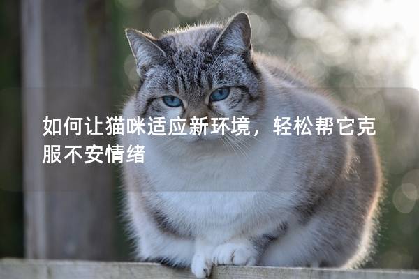 如何讓貓咪適應(yīng)新環(huán)境,輕松幫它克服不安情緒 如何讓貓咪適應(yīng)新環(huán)境,輕松幫它克服不安情緒