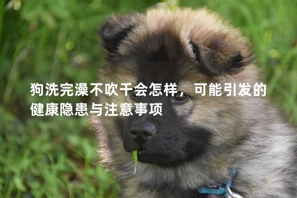 狗洗完澡不吹干會怎樣，可能引發的健康隱患與注意事項