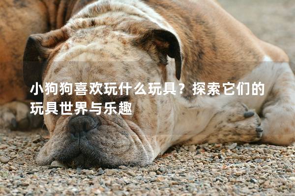 小狗狗喜歡玩什么玩具？探索它們的玩具世界與樂趣