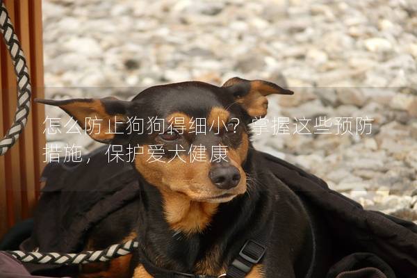 怎么防止狗狗得細(xì)小？掌握這些預(yù)防措施，保護愛犬健康