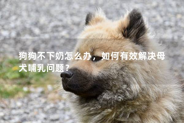 狗狗不下奶怎么辦，如何有效解決母犬哺乳問題？