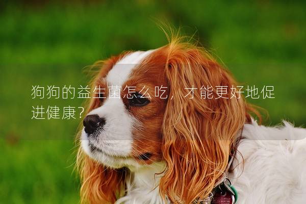 狗狗的益生菌怎么吃，才能更好地促進健康？