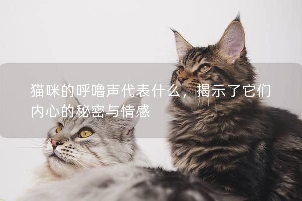 貓咪的呼嚕聲代表什么，揭示了它們內(nèi)心的秘密與情感