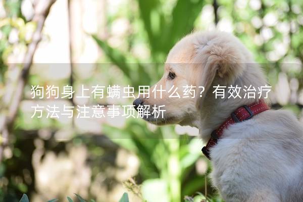狗狗身上有螨蟲用什么藥？有效治療方法與注意事項解析
