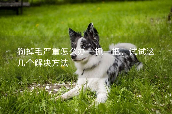 狗掉毛嚴重怎么辦一抓一把,試試這幾個解決方法 狗掉毛嚴重怎么辦一抓一把,試試這幾個解決方法