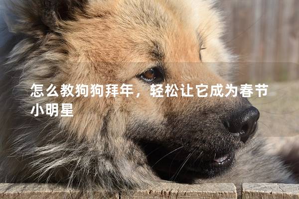 怎么教狗狗拜年,輕松讓它成為春節(jié)小明星 怎么教狗狗拜年,輕松讓它成為春節(jié)小明星