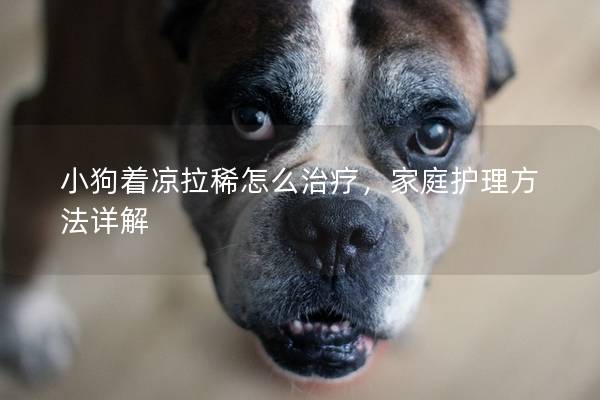 小狗著涼拉稀怎么治療，家庭護理方法詳解
