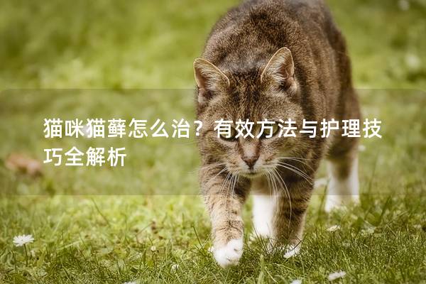 貓咪貓?zhí)\怎么治？有效方法與護(hù)理技巧全解析