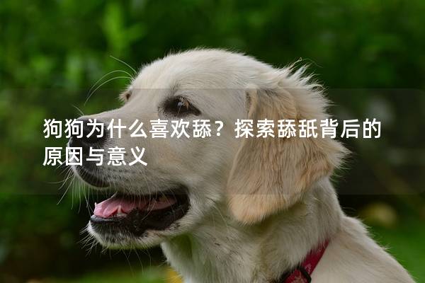 狗狗為什么喜歡舔？探索舔舐背后的原因與意義
