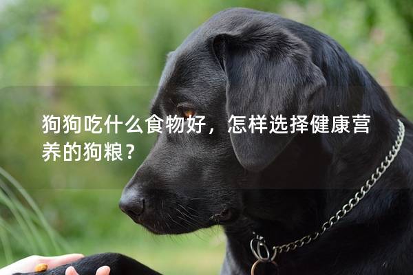 狗狗吃什么食物好，怎樣選擇健康營養的狗糧？