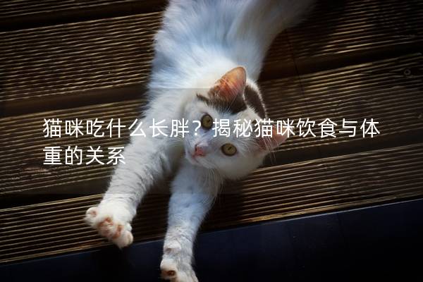 貓咪吃什么長胖？揭秘貓咪飲食與體重的關系