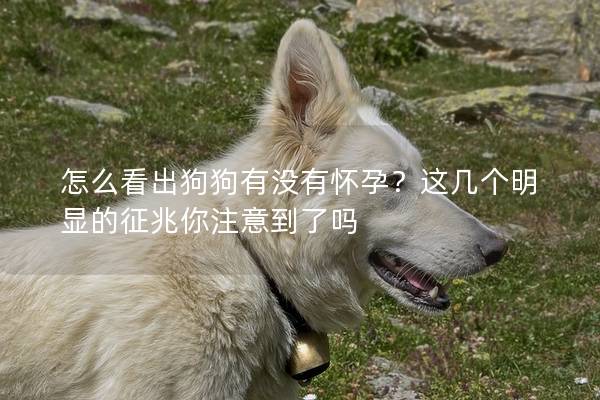 怎么看出狗狗有沒有懷孕？這幾個明顯的征兆你注意到了嗎