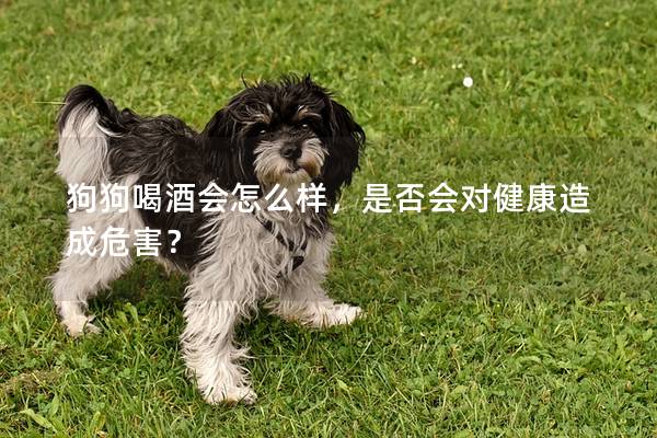 狗狗喝酒會怎么樣，是否會對健康造成危害？