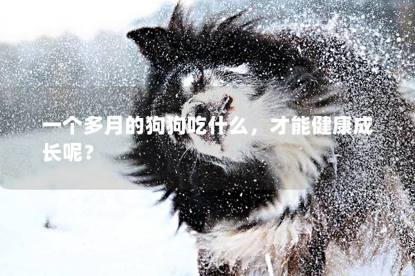 一個(gè)多月的狗狗吃什么，才能健康成長呢？
