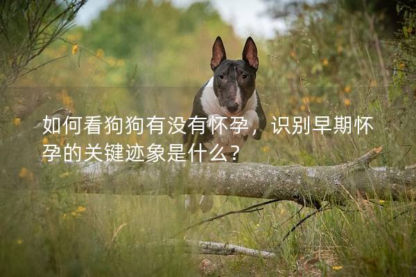 如何看狗狗有沒有懷孕，識(shí)別早期懷孕的關(guān)鍵跡象是什么？