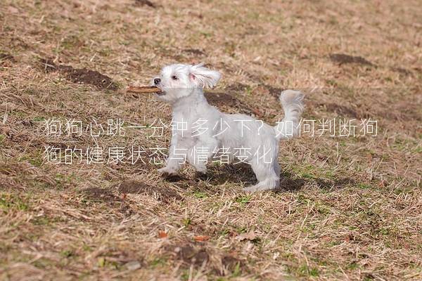 狗狗心跳一分鐘多少下?如何判斷狗狗的健康狀態(tài)與情緒變化 狗狗心跳一分鐘多少下?如何判斷狗狗的健康狀態(tài)與情緒變化