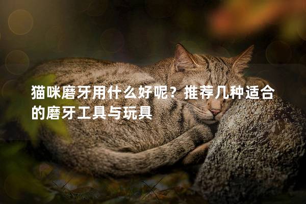 貓咪磨牙用什么好呢？推薦幾種適合的磨牙工具與玩具
