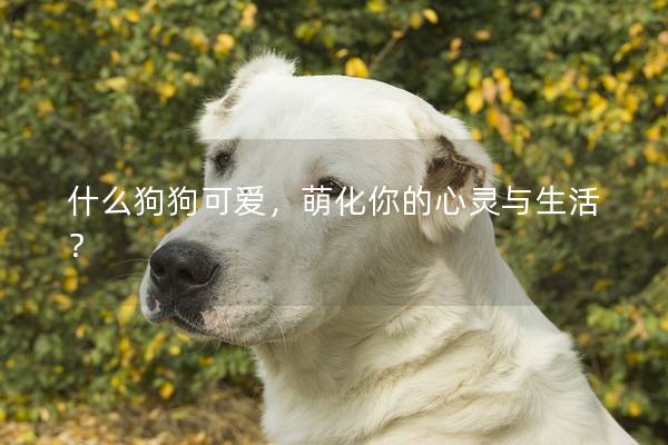 什么狗狗可愛，萌化你的心靈與生活？