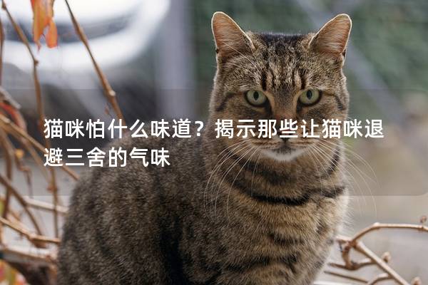 貓咪怕什么味道？揭示那些讓貓咪退避三舍的氣味