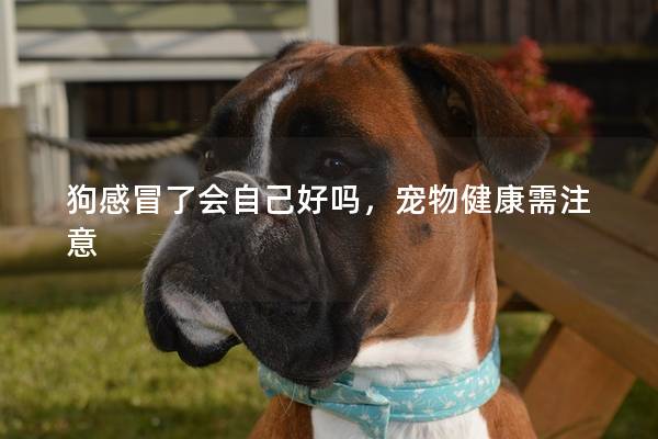 狗感冒了會自己好嗎，寵物健康需注意