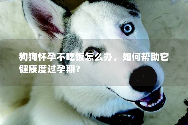 狗狗懷孕不吃飯怎么辦，如何幫助它健康度過孕期？