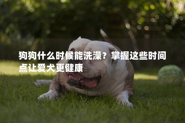狗狗什么時候能洗澡？掌握這些時間點讓愛犬更健康