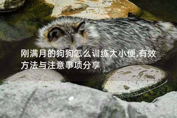 剛滿月的狗狗怎么訓練大小便,有效方法與注意事項分享